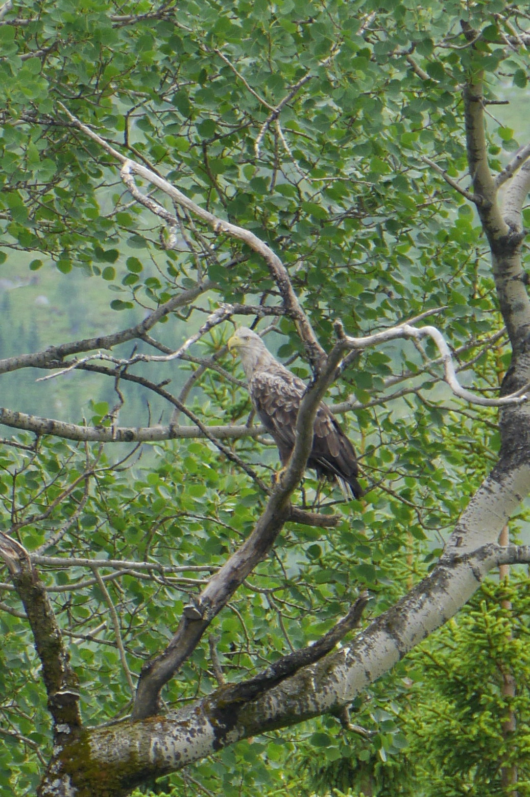 Seeadler beim Ausflug zum Svartisen Gletscher